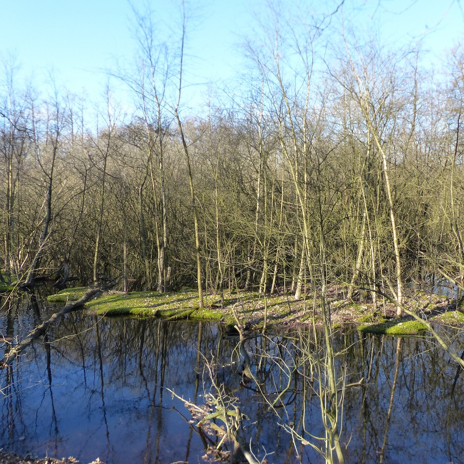 Bäume am Ufer eines Sees im größten innerstädtischen Moor Mitteleuropas und Naturschutzgebiet in Hamburg Groß Borstel und Eppendorf